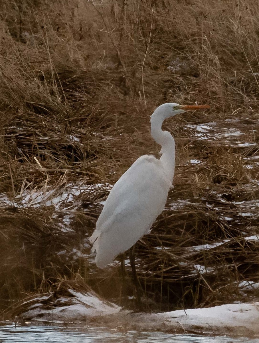 volavka bílá (ssp. alba) - ML612067442