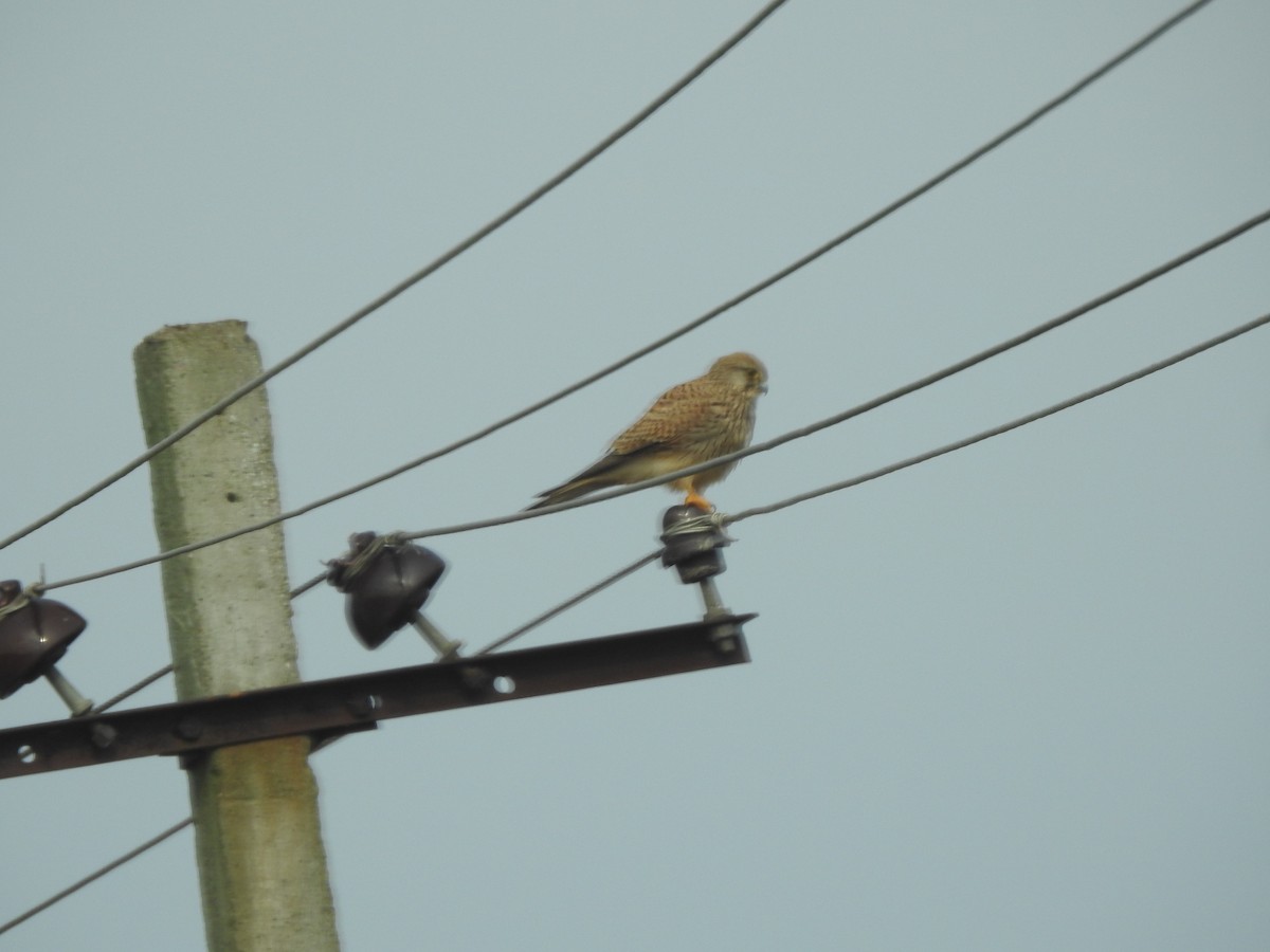 Eurasian Kestrel - ML612067482