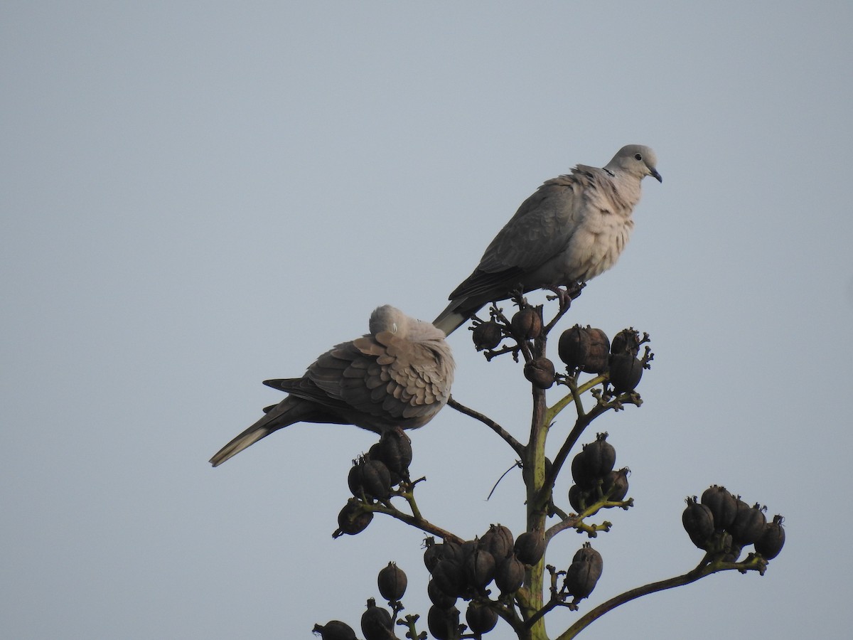 Eurasian Collared-Dove - dineshbharath kv