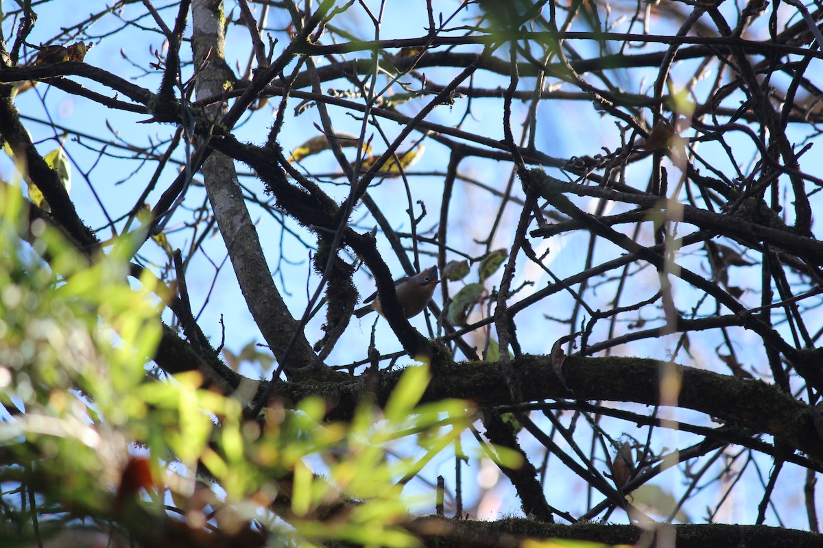 Rusty-fronted Barwing - ML612067500