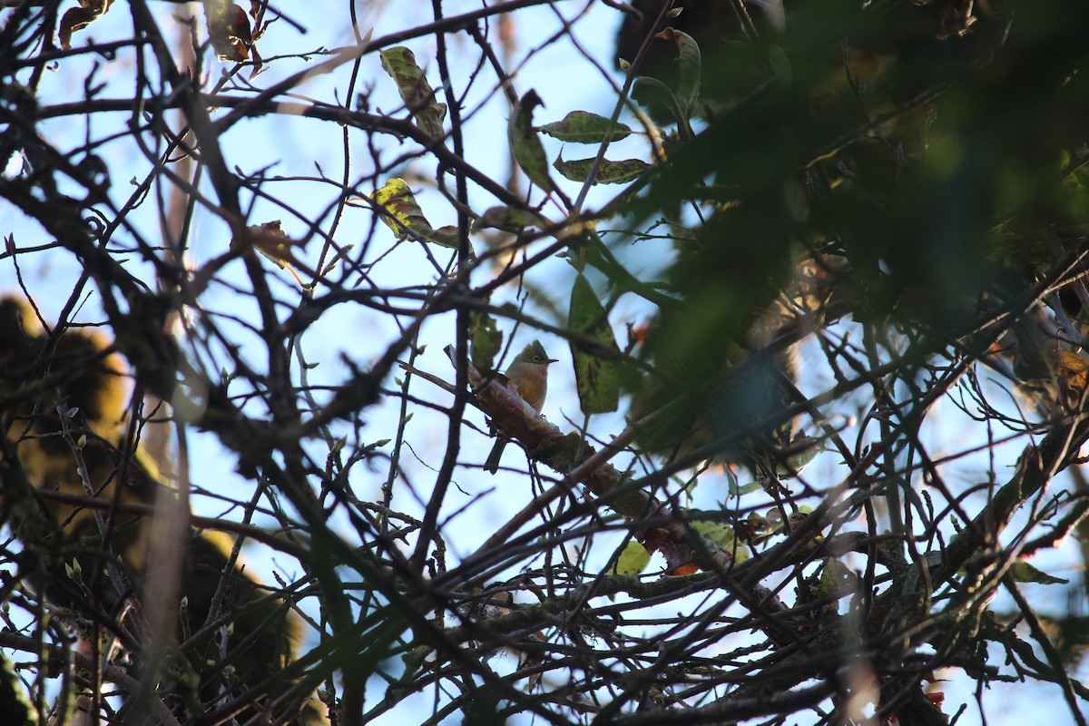 Rusty-fronted Barwing - ML612067501