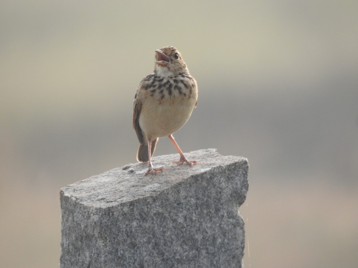 Jerdon's Bushlark - ML612067503