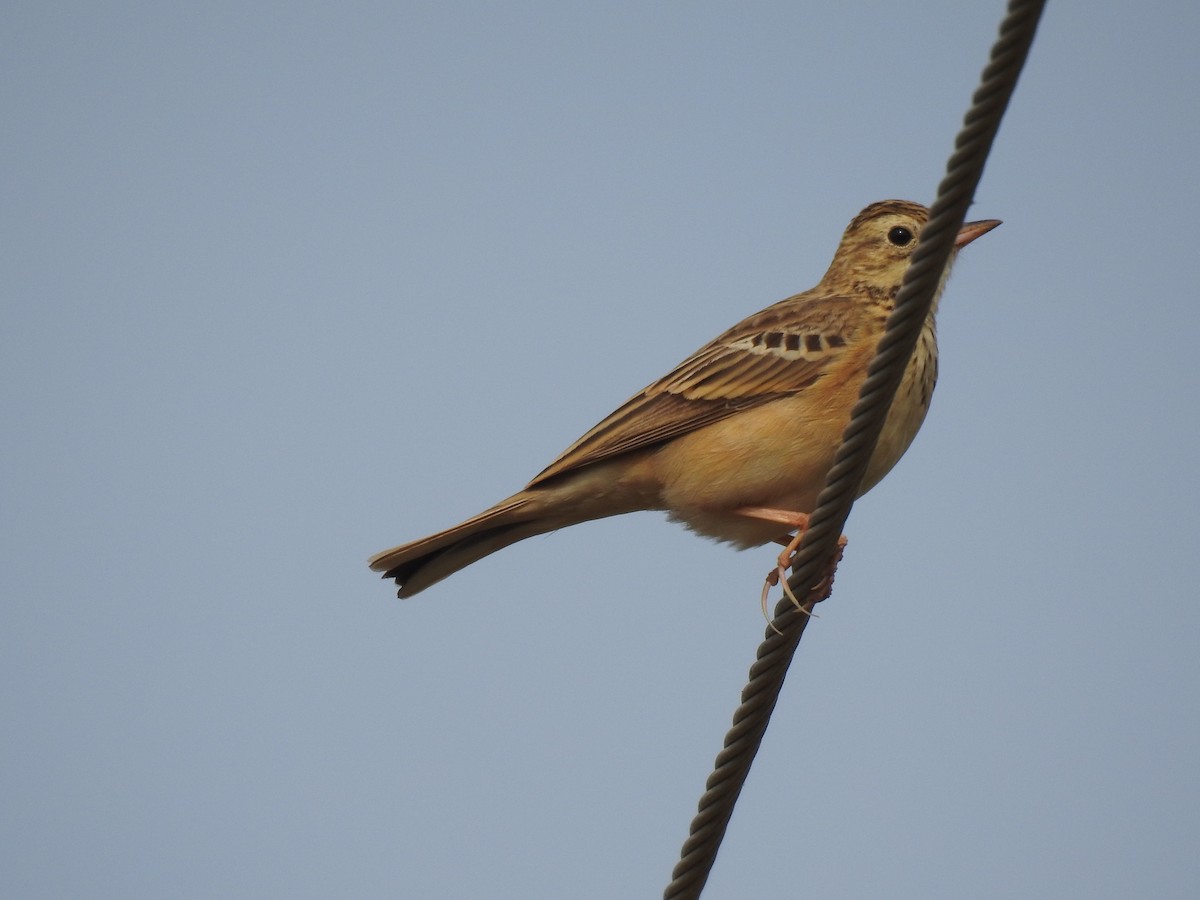 Paddyfield Pipit - ML612067507