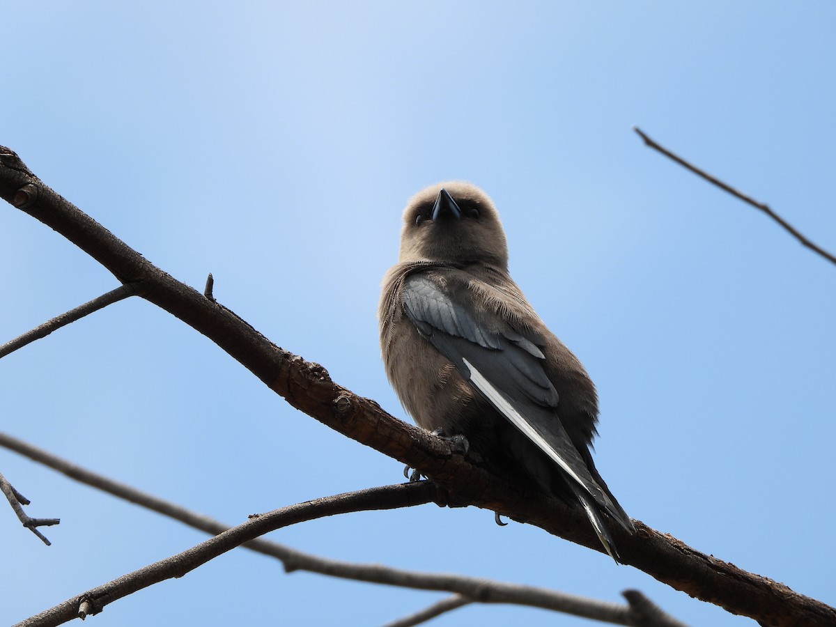 Dusky Woodswallow - ML612067545