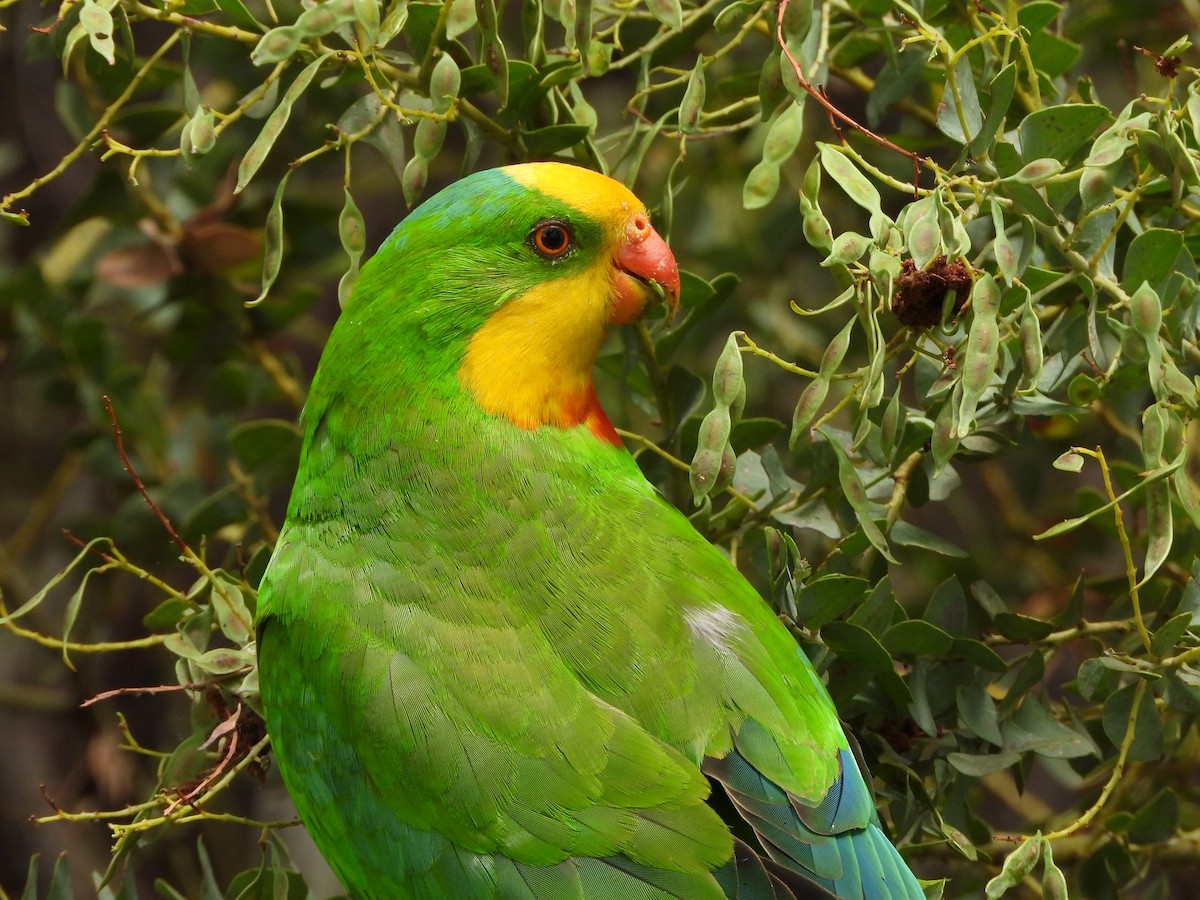 Superb Parrot - Line Perrins