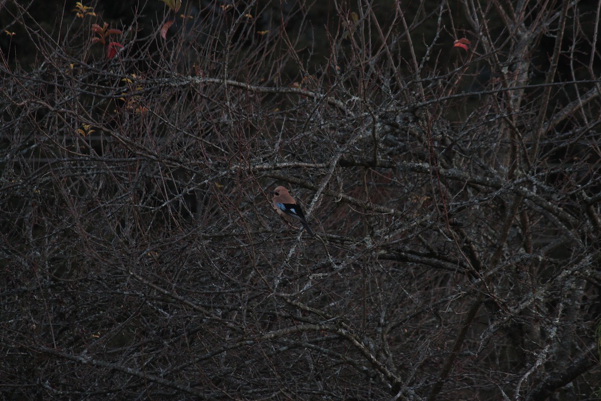 Eurasian Jay - ML612067587