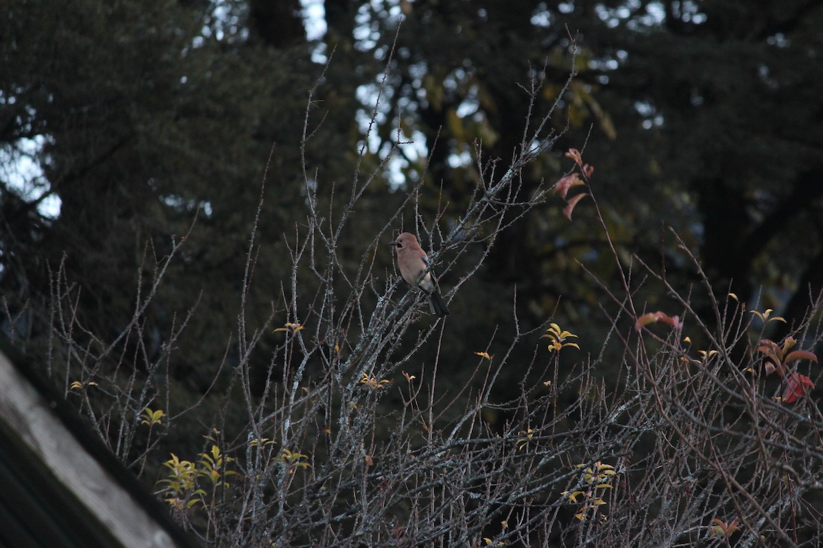 Eurasian Jay - ML612067588