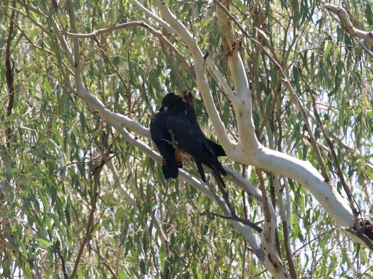 Red-tailed Black-Cockatoo - ML612067622