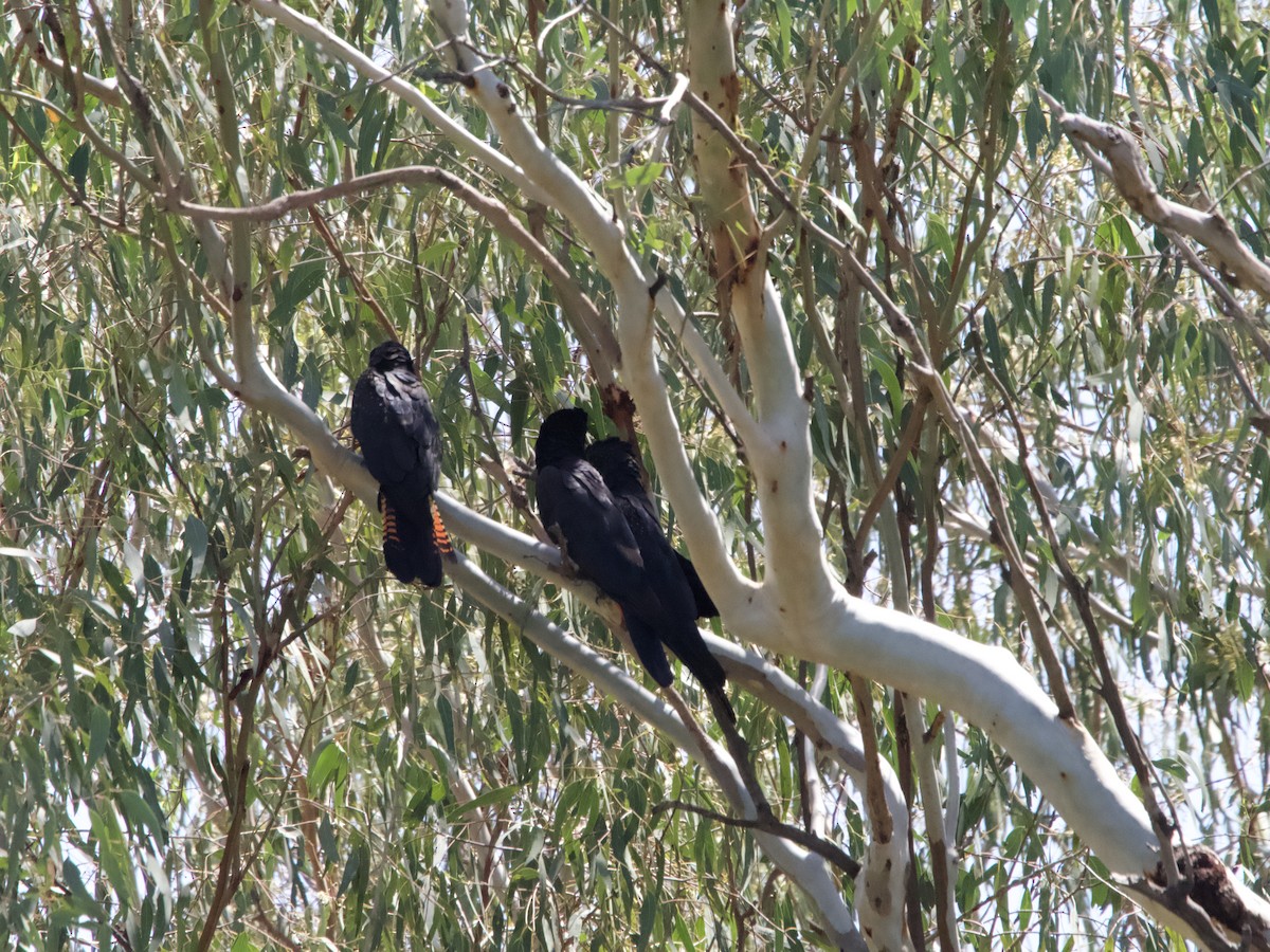 Red-tailed Black-Cockatoo - ML612067636