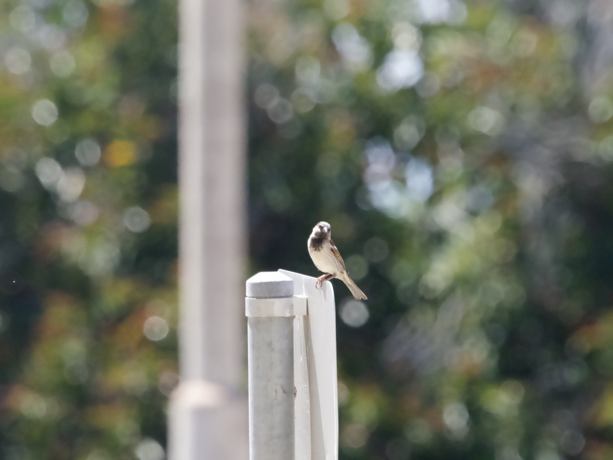 House Sparrow - ML612067706