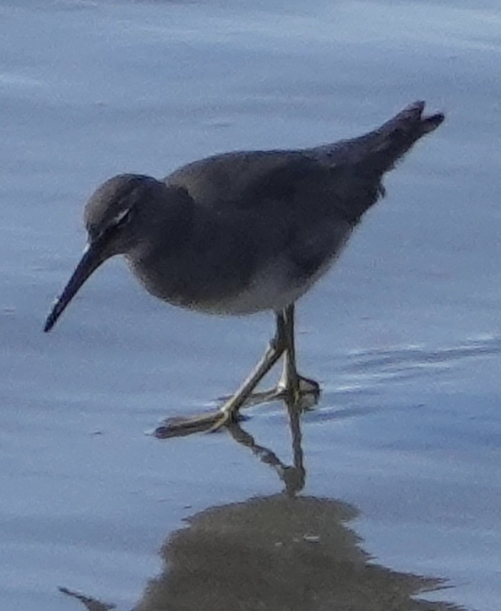 Wandering Tattler - ML612067739