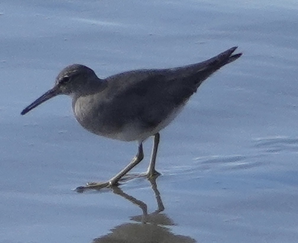 Wandering Tattler - ML612067740