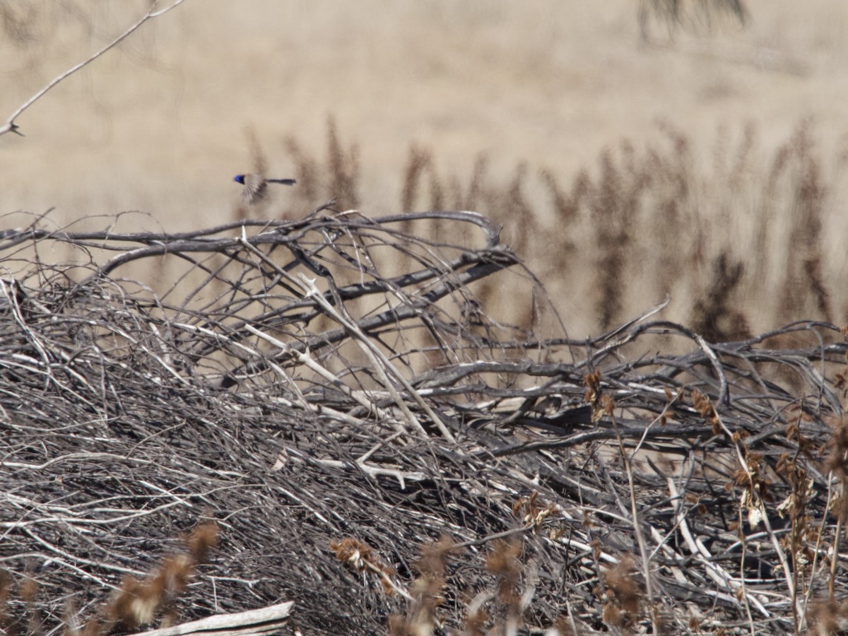 Purple-backed Fairywren - ML612067791