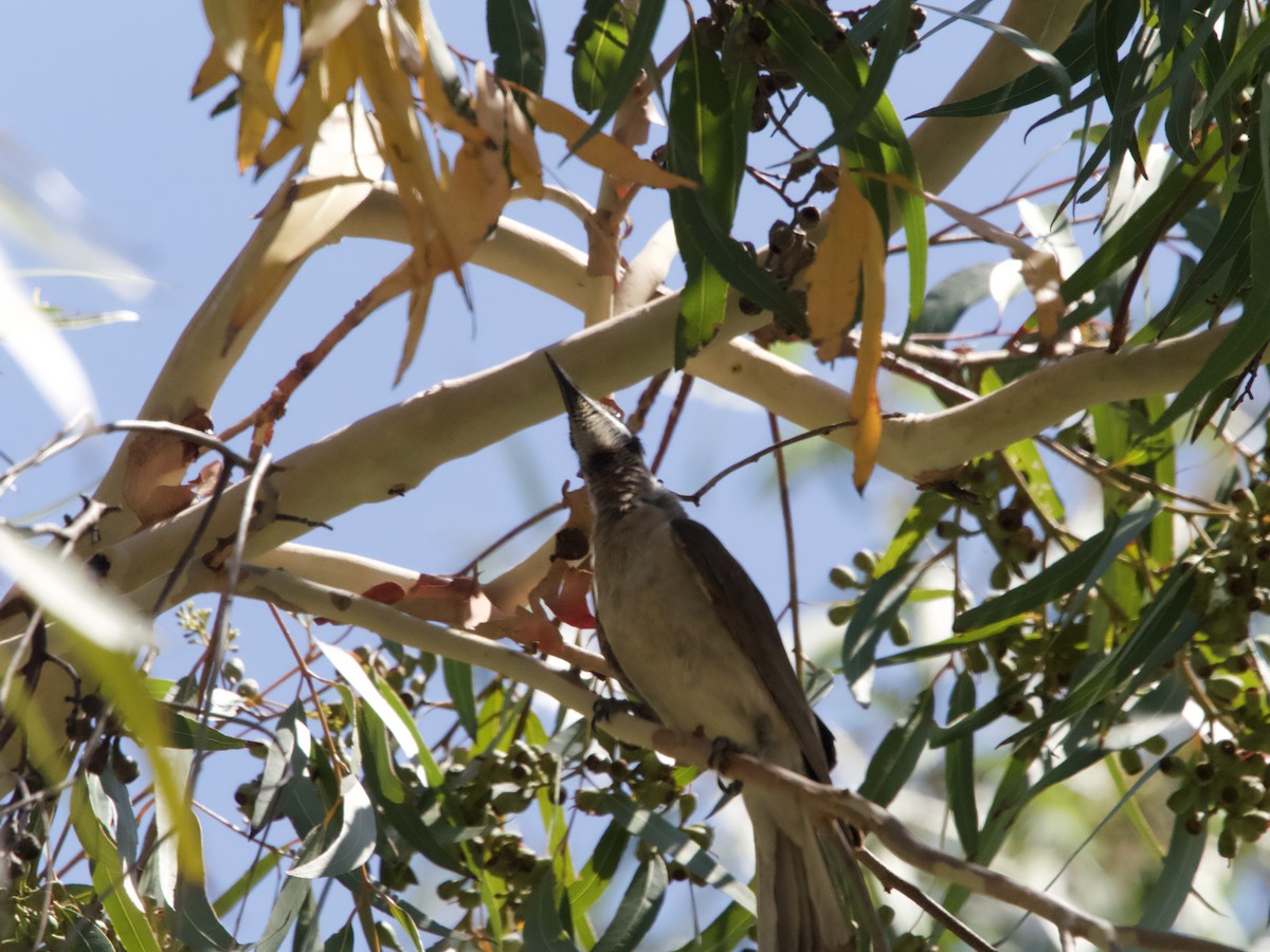 Little Friarbird - ML612067797