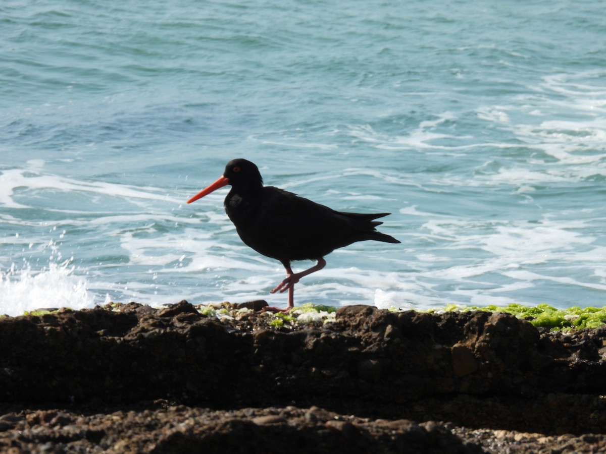 Sooty Oystercatcher - ML612067825