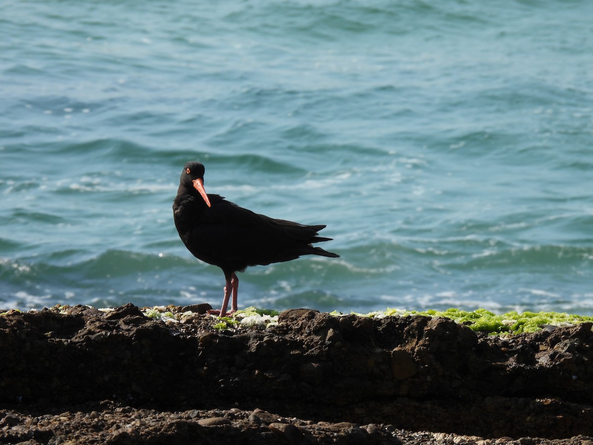 Sooty Oystercatcher - ML612067826