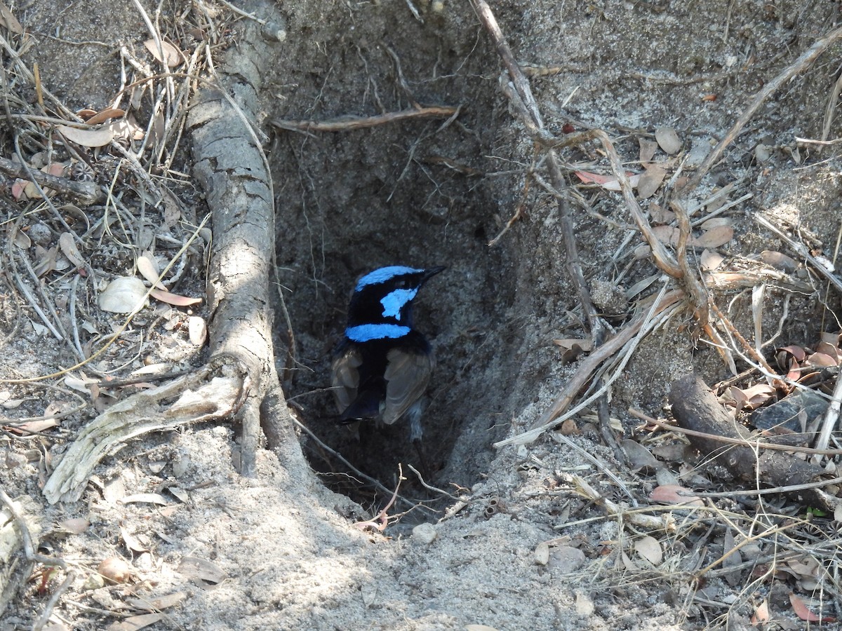 Superb Fairywren - ML612067830