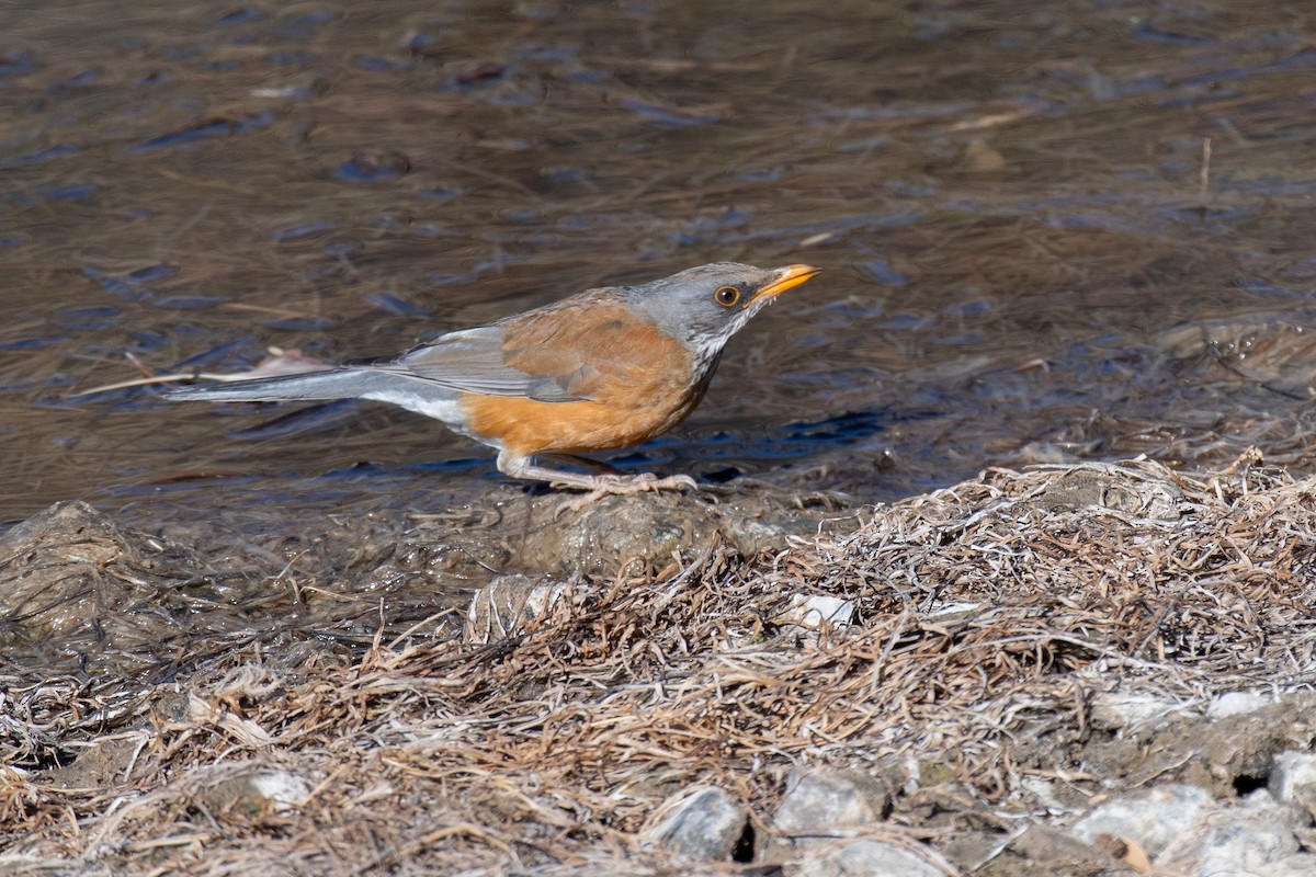 Rufous-backed Robin - ML612067925