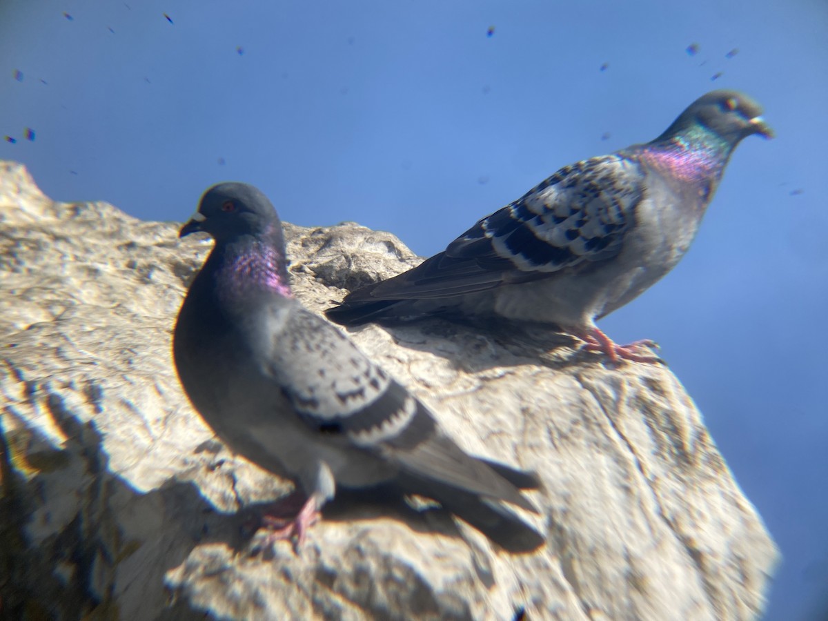 Rock Pigeon (Feral Pigeon) - ML612067957