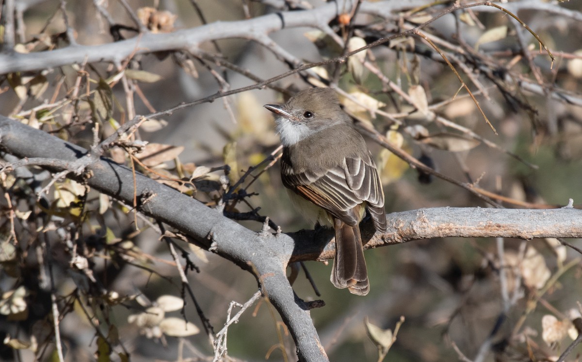 Nutting's Flycatcher - ML612067974