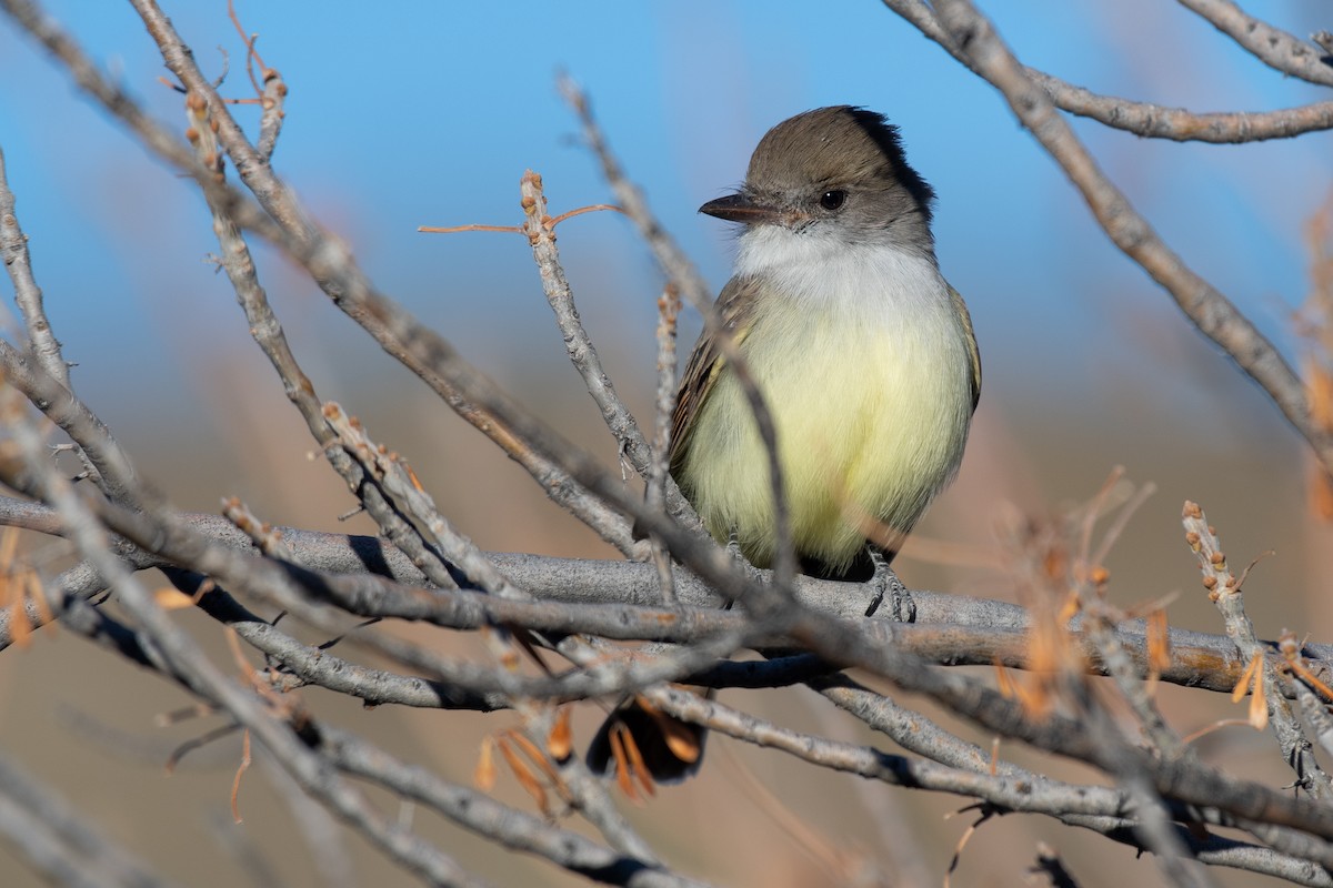 Nutting's Flycatcher - ML612067976