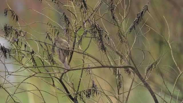 Tickell's Leaf Warbler - ML612067984