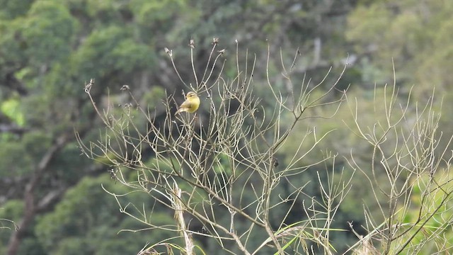 Tickell's Leaf Warbler - ML612067985