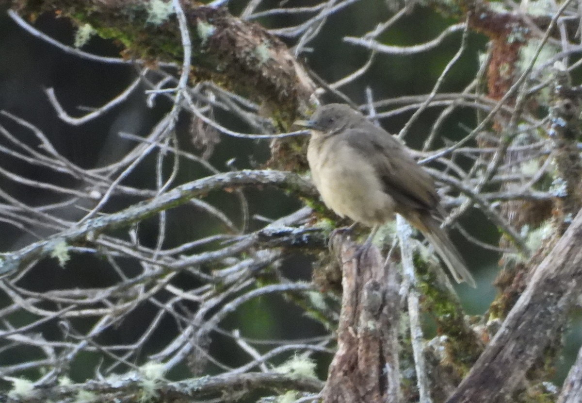 Clay-colored Thrush - ML612067995