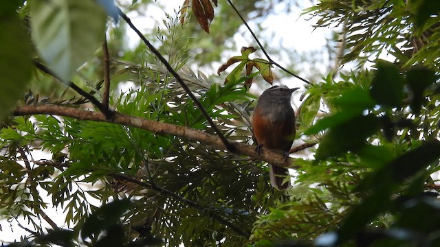 Palani Laughingthrush - ML612068012