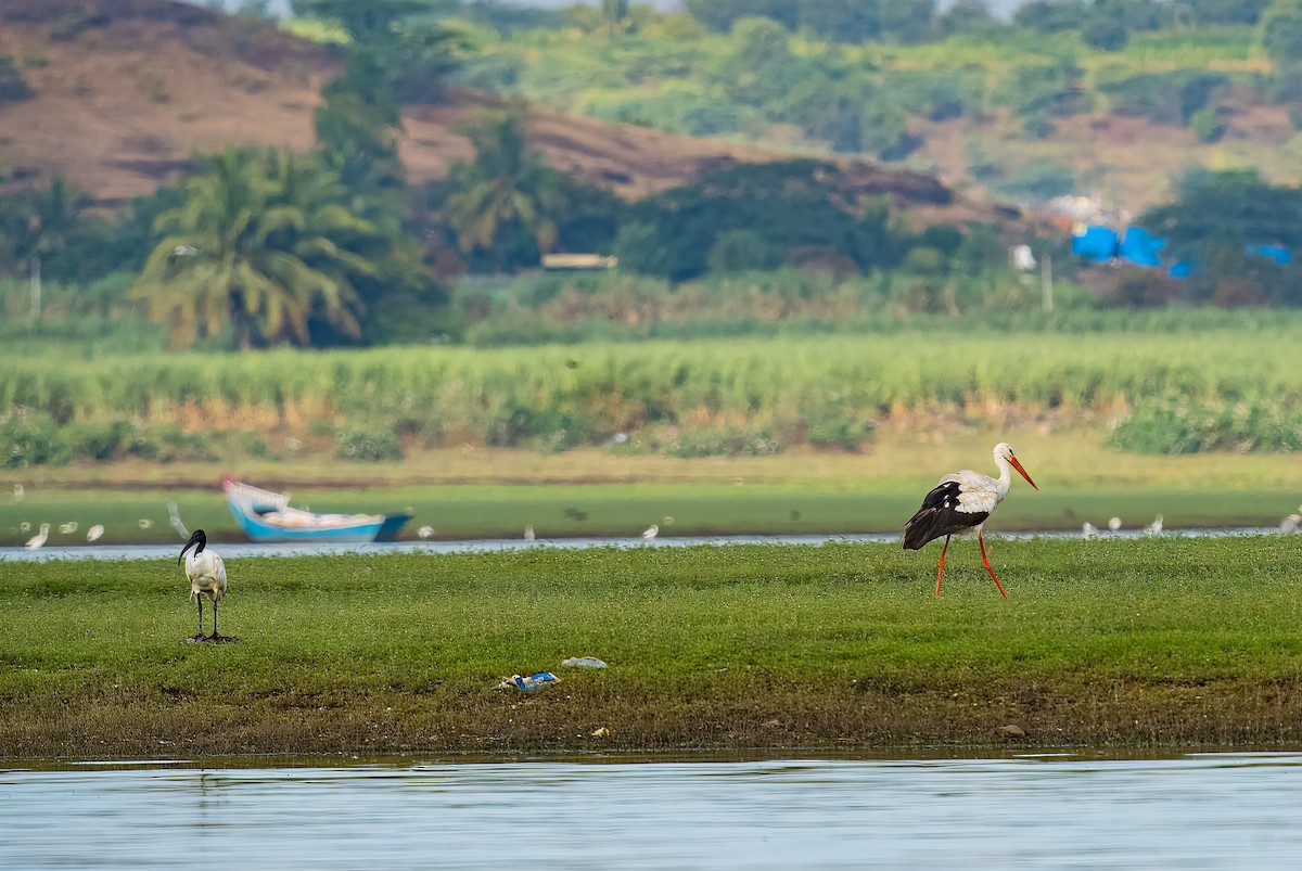 Ibis à tête noire - ML612068044