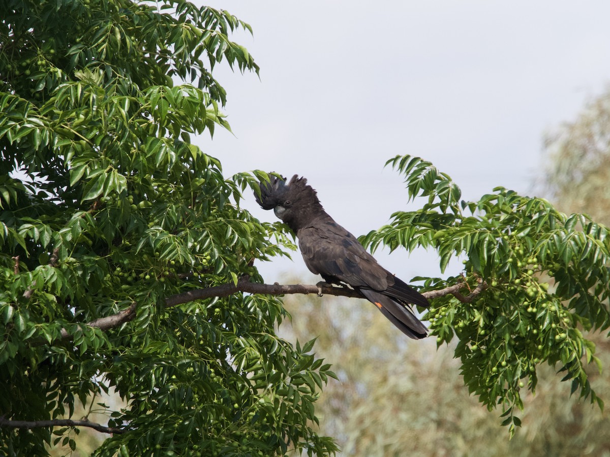 Red-tailed Black-Cockatoo - ML612068070