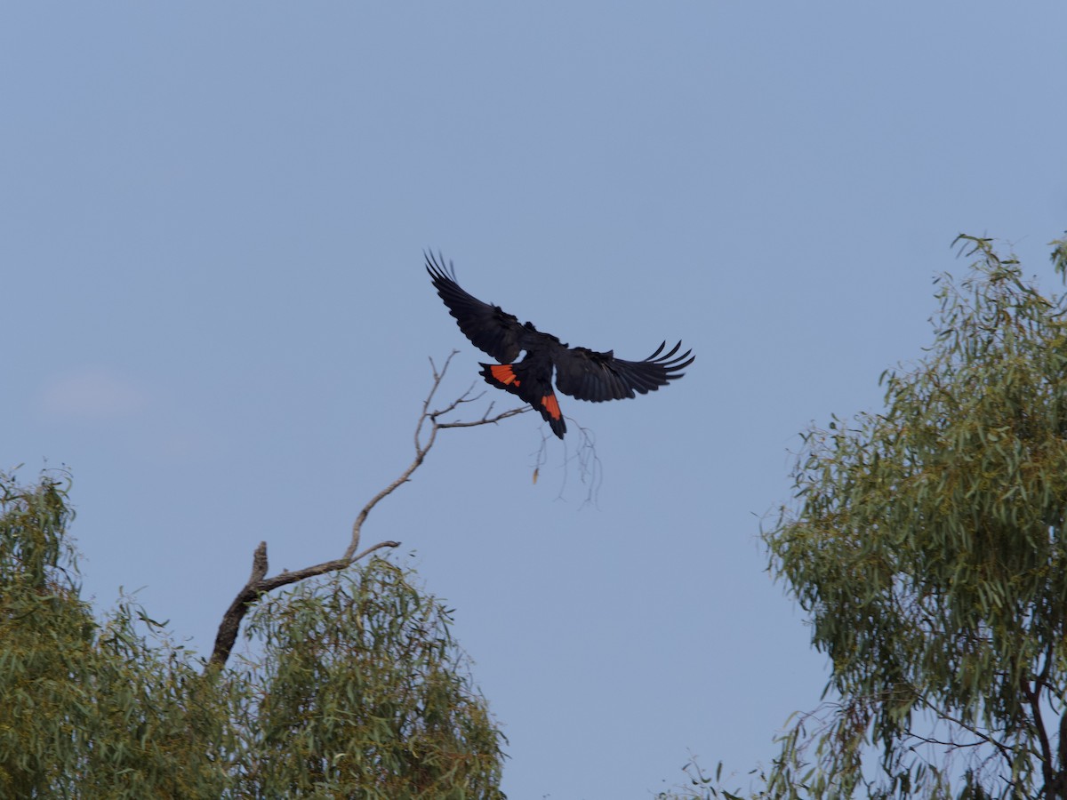 Red-tailed Black-Cockatoo - ML612068089