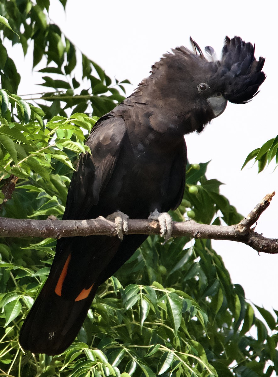 Red-tailed Black-Cockatoo - ML612068101