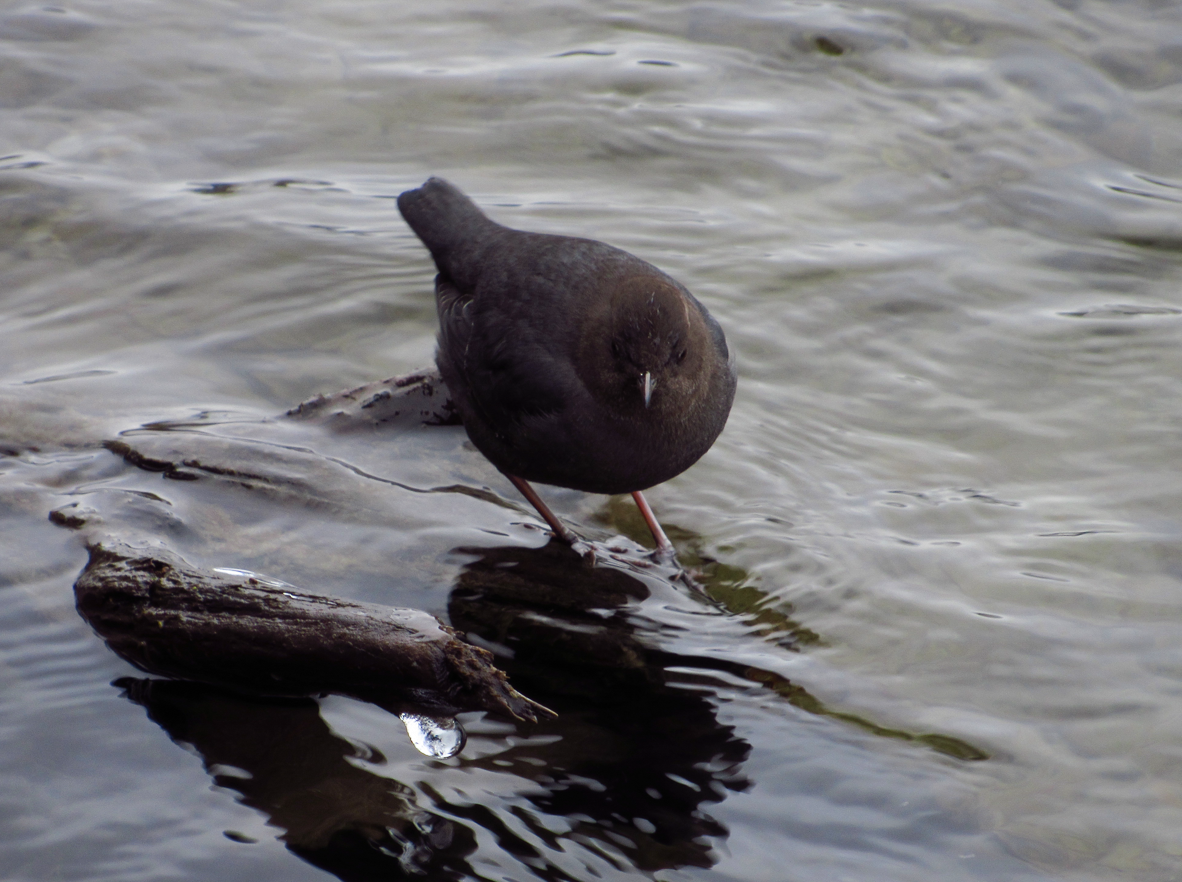 American Dipper - ML612068110