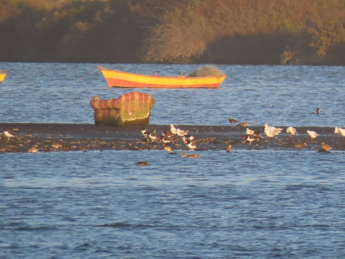 American Oystercatcher - ML612068124