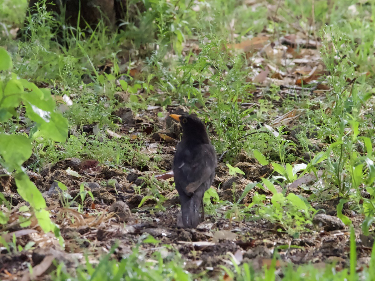 Eurasian Blackbird - ML612068225