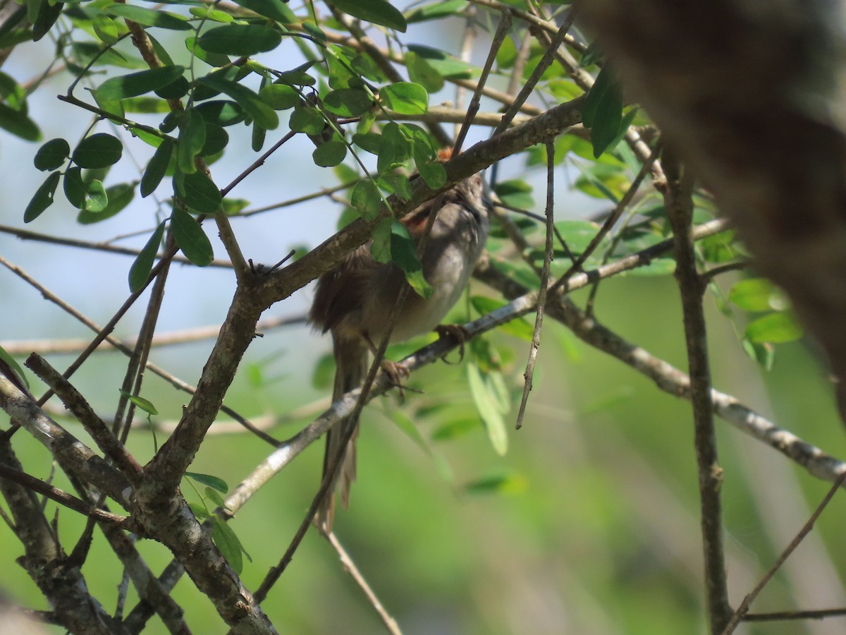 Pale-breasted Spinetail - ML612068304