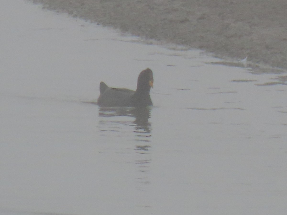 Red-fronted Coot - ML612068465