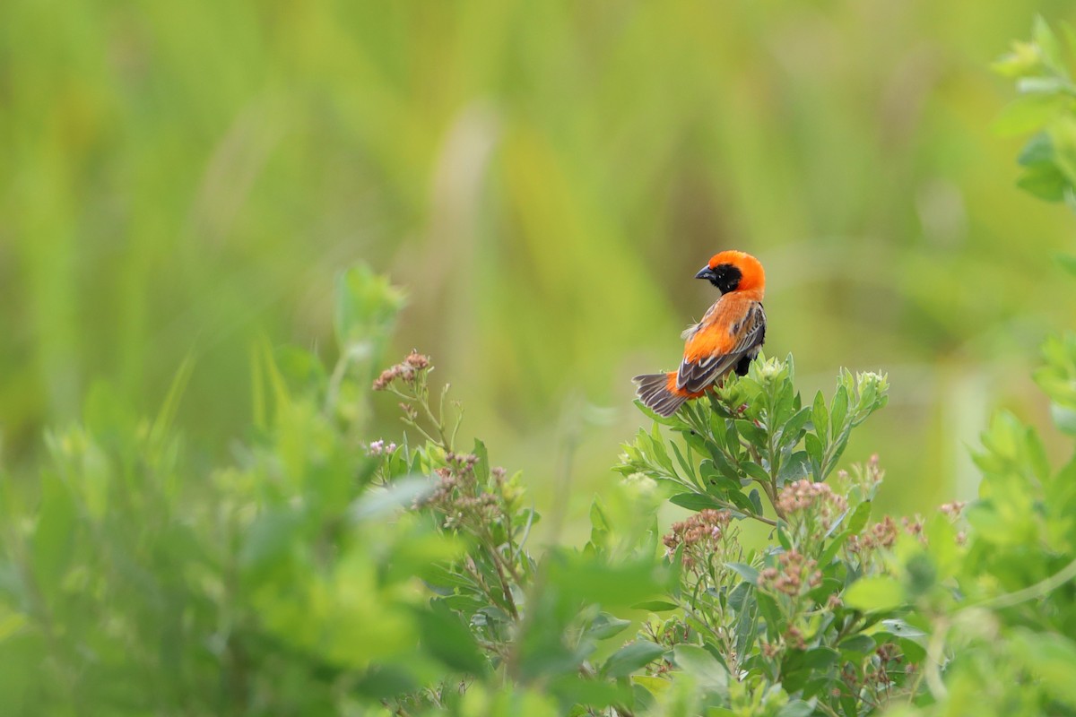 Zanzibar Red Bishop - ML612068503