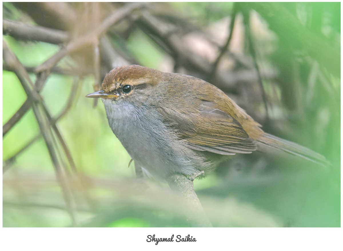 Gray-sided Bush Warbler - ML612068518