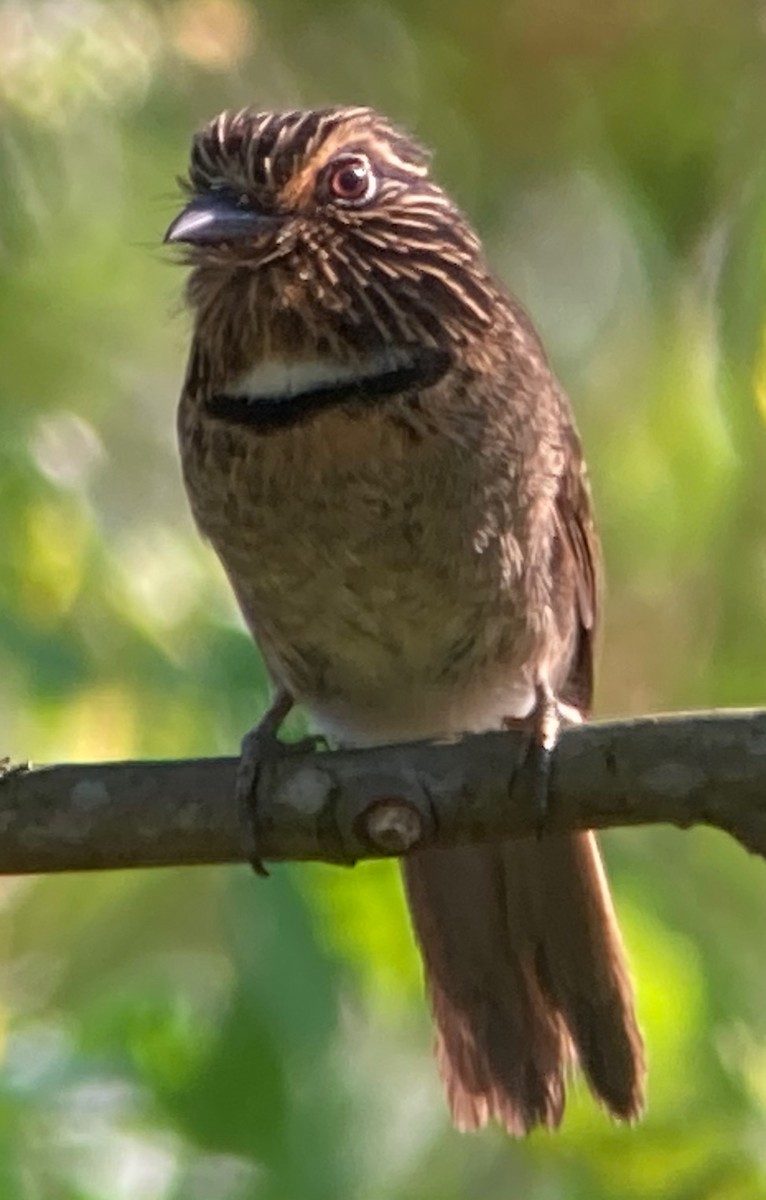 Crescent-chested Puffbird - Connie Lintz