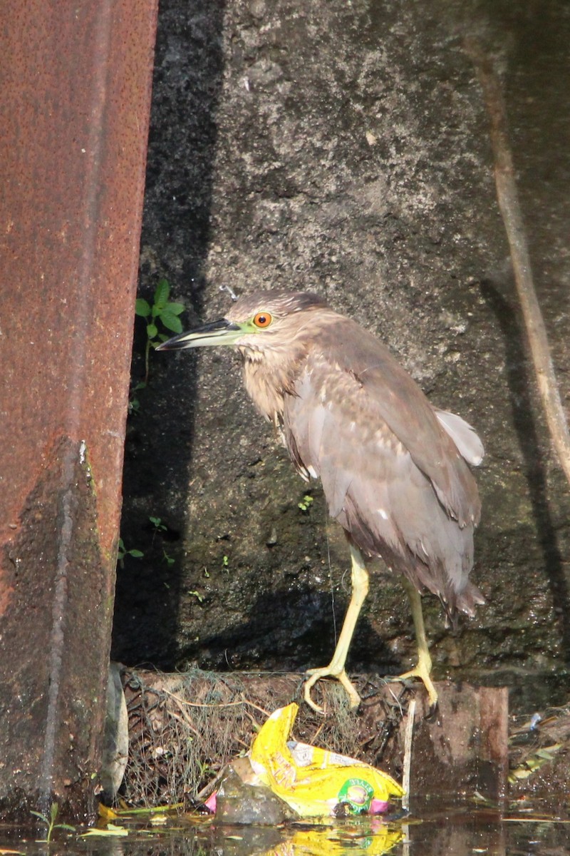 Black-crowned Night Heron - ML612068552