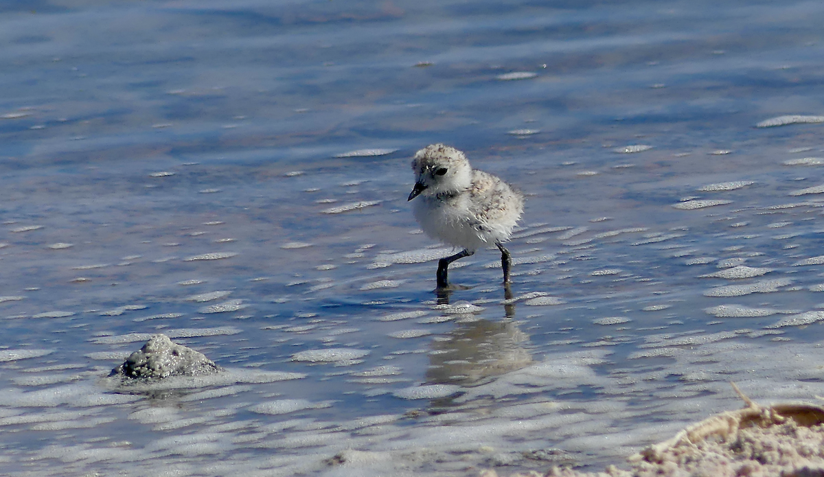 Puna Plover - N Jones