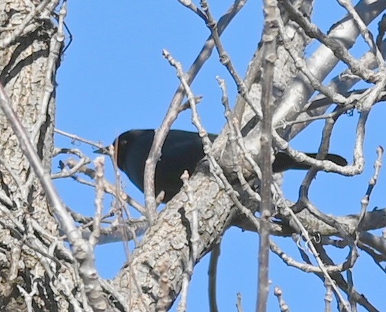 Brewer's Blackbird - ML612068594