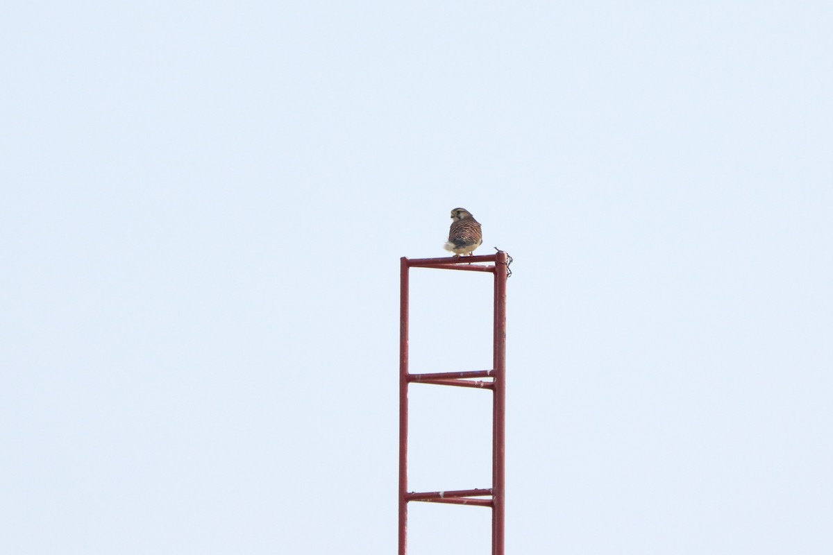 Eurasian Kestrel - ML612068609