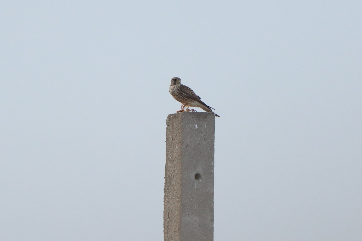 Eurasian Kestrel - ML612068610