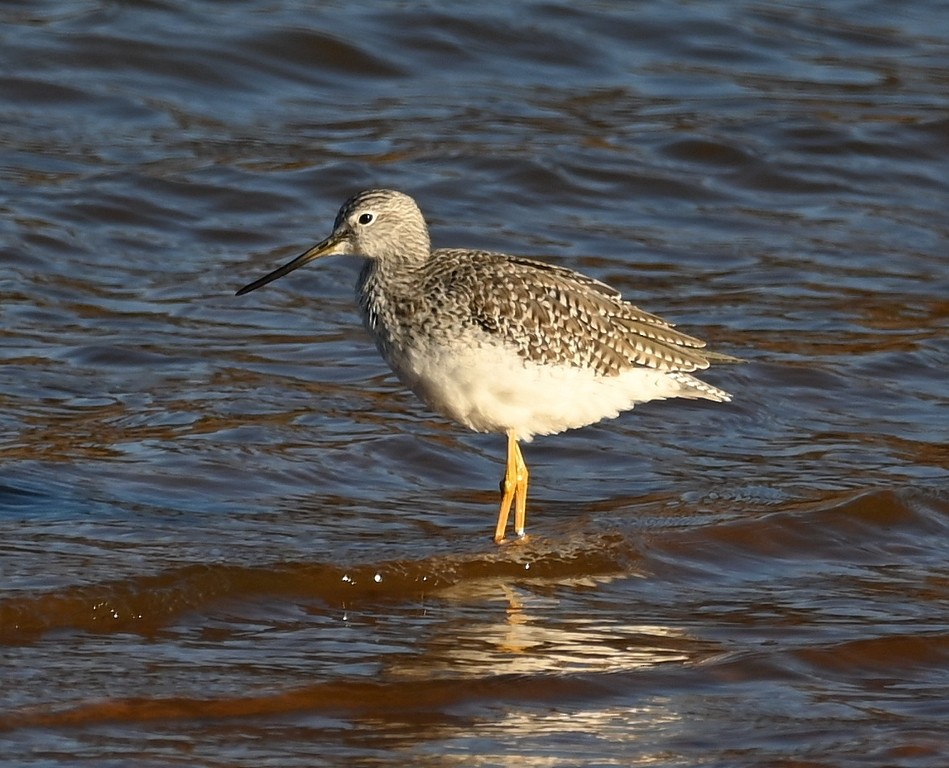 Greater Yellowlegs - ML612068618