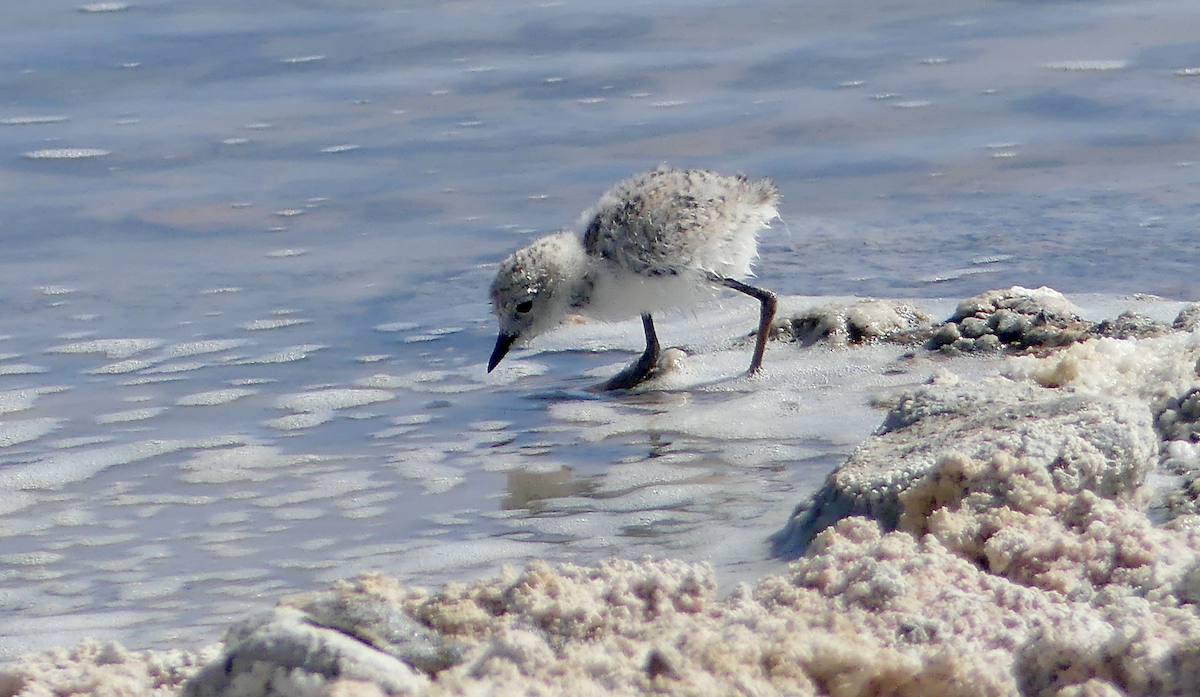 Puna Plover - N Jones