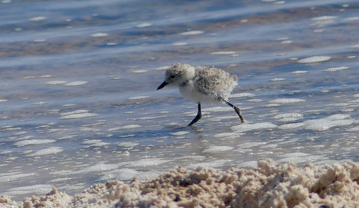 Puna Plover - ML612068621