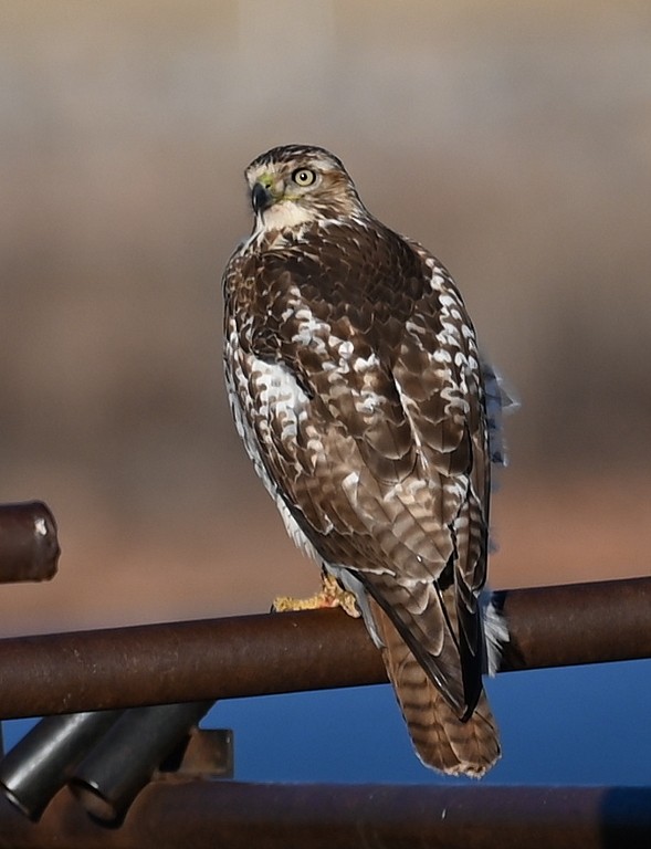 Red-tailed Hawk - Steve Davis